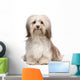 Beautiful Chocolate Havanese Dog Wall Decal