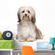 Beautiful Chocolate Havanese Dog Wall Decal