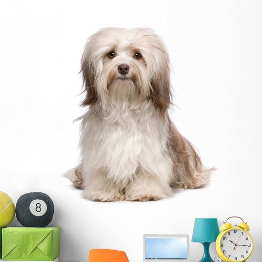 Beautiful Chocolate Havanese Dog Wall Decal
