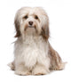 Beautiful Chocolate Havanese Dog Wall Decal