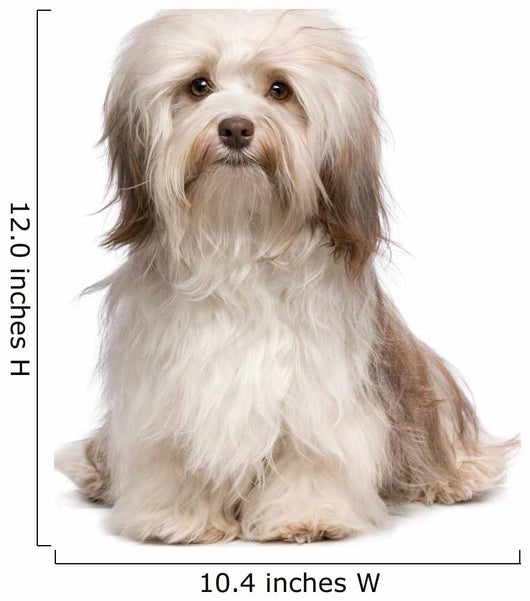 Beautiful Chocolate Havanese Dog Wall Decal