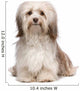 Beautiful Chocolate Havanese Dog Wall Decal