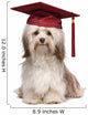 Cute eminent graduation havanese dog wit red cap Wall Decal