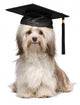 Cute eminent graduation havanese dog wit black cap Wall Decal
