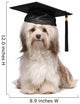 Cute eminent graduation havanese dog wit black cap Wall Decal