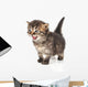 Beautiful Cute 20 Days Old Kitten Wall Decal