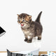 Beautiful Cute 20 Days Old Kitten Wall Decal