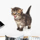 Beautiful Cute 20 Days Old Kitten Wall Decal
