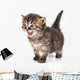 Beautiful Cute 20 Days Old Kitten Wall Decal