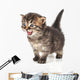 Beautiful Cute 20 Days Old Kitten Wall Decal