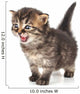Beautiful Cute 20 Days Old Kitten Wall Decal
