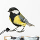 Male Great Tit Parus