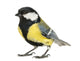 Male Great Tit Parus