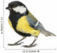 Male Great Tit Parus
