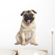 Pug Sitting and Panting