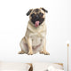 Pug Sitting and Panting