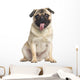 Pug Sitting and Panting