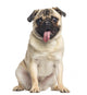 Pug Sitting and Panting