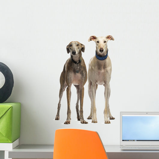 Two Spanish Galgo Standing, 6 Years Old, Isolated on White Wall Decal
