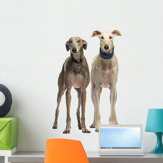 Two Spanish Galgo Standing, 6 Years Old, Isolated on White Wall Decal