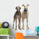 Two Spanish Galgo Standing, 6 Years Old, Isolated on White Wall Decal