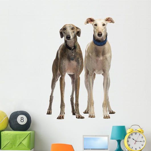 Two Spanish Galgo Standing, 6 Years Old, Isolated on White Wall Decal