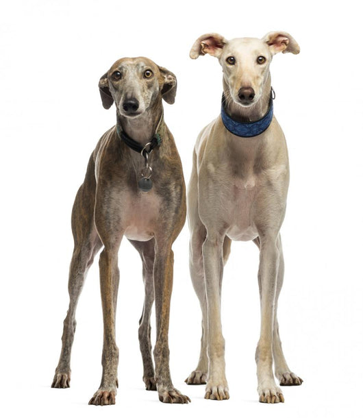 Two Spanish Galgo Standing, 6 Years Old, Isolated on White Wall Decal