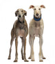 Two Spanish Galgo Standing, 6 Years Old, Isolated on White Wall Decal