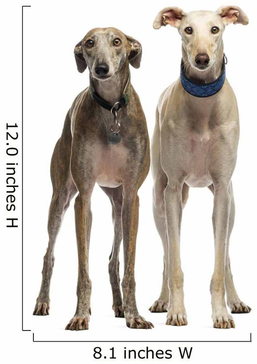 Two Spanish Galgo Standing, 6 Years Old, Isolated on White Wall Decal