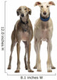 Two Spanish Galgo Standing, 6 Years Old, Isolated on White Wall Decal