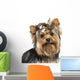 Close-up Yorkshire Terrier Wearing Wall Mural