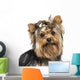 Close-up Yorkshire Terrier Wearing Wall Mural