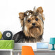 Close-up Yorkshire Terrier Wearing Wall Mural