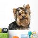 Close-up Yorkshire Terrier Wearing Wall Mural