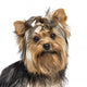 Close-up Yorkshire Terrier Wearing Wall Mural