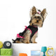 Dressed-up Yorkshire Terrier Puppy