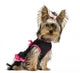 Dressed-up Yorkshire Terrier Puppy