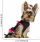 Dressed-up Yorkshire Terrier Puppy