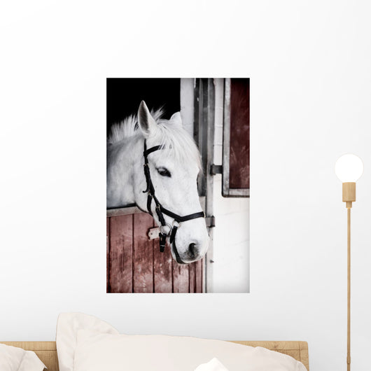 Grey Pony 13 Years Wall Mural