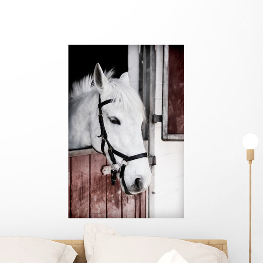 Grey Pony 13 Years Wall Mural