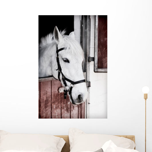 Grey Pony 13 Years Wall Mural