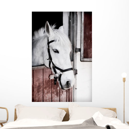 Grey Pony 13 Years Wall Mural