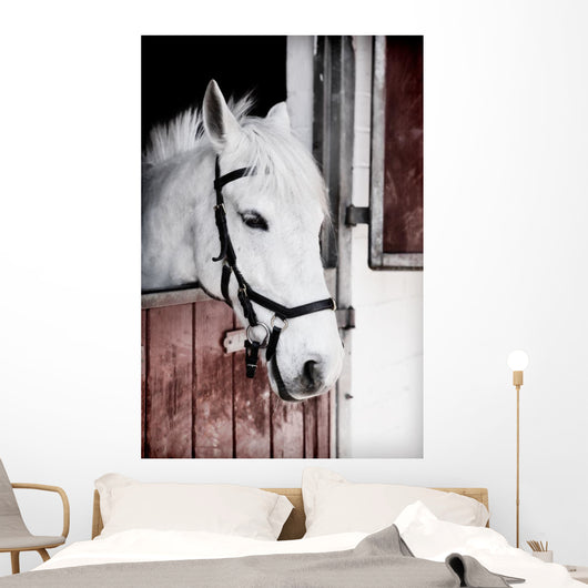 Grey Pony 13 Years Wall Mural