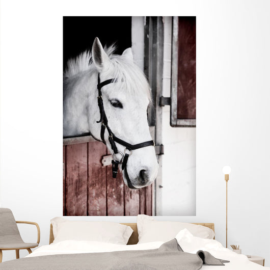 Grey Pony 13 Years Wall Mural