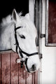 Grey Pony 13 Years Wall Mural