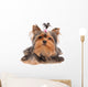 Yorkshire Terrier with Small