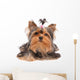 Yorkshire Terrier with Small