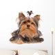 Yorkshire Terrier with Small