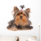 Yorkshire Terrier with Small