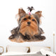 Yorkshire Terrier with Small
